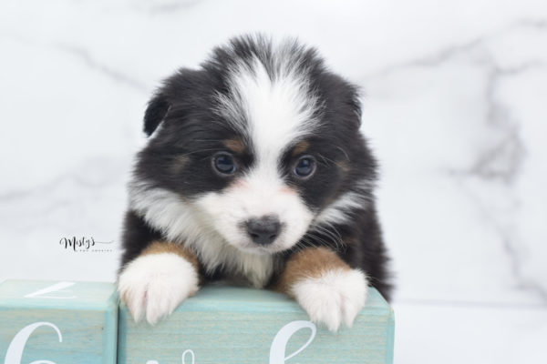 Mini / Toy Australian Shepherd Puppy Jimbo