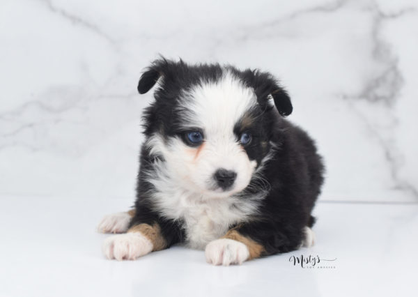 Mini / Toy Australian Shepherd Puppy Pandy Bear