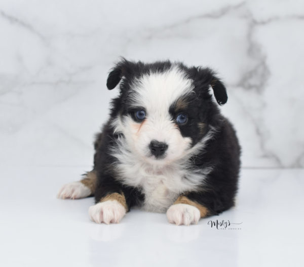 Mini / Toy Australian Shepherd Puppy Pandy Bear