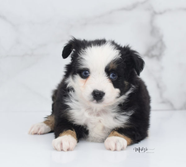 Mini / Toy Australian Shepherd Puppy Pandy Bear