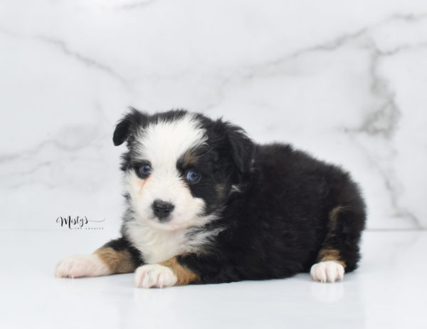 Mini / Toy Australian Shepherd Puppy Pandy Bear