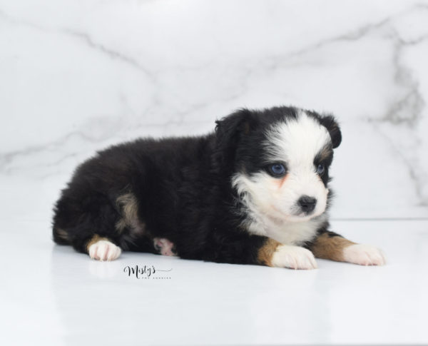 Mini / Toy Australian Shepherd Puppy Pandy Bear