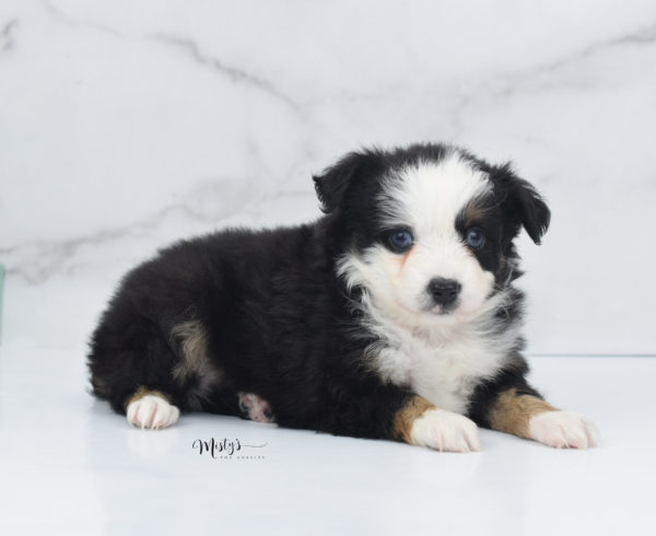 Mini / Toy Australian Shepherd Puppy Pandy Bear