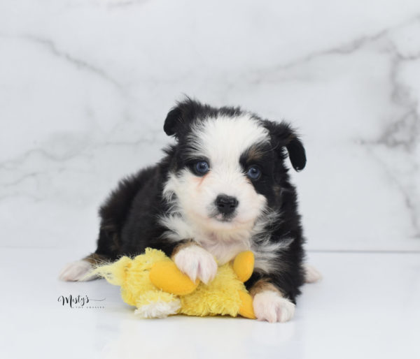 Mini / Toy Australian Shepherd Puppy Pandy Bear