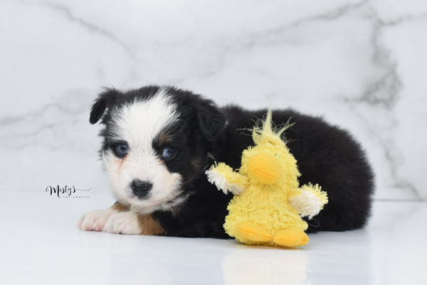 Mini / Toy Australian Shepherd Puppy Pandy Bear