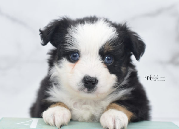 Mini / Toy Australian Shepherd Puppy Pandy Bear