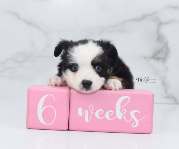 Mini / Toy Australian Shepherd Puppy Pandy Bear