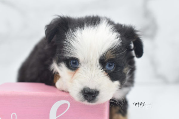 Mini / Toy Australian Shepherd Puppy Pandy Bear