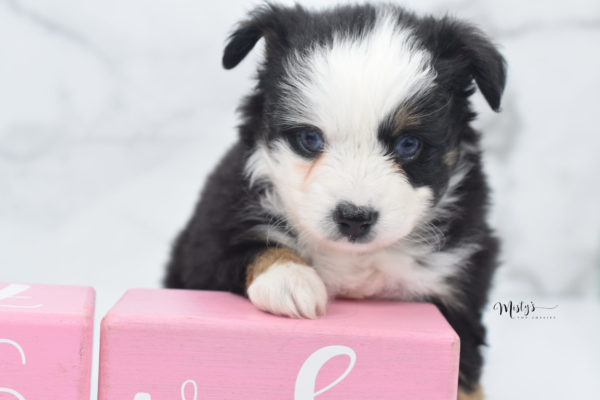 Mini / Toy Australian Shepherd Puppy Pandy Bear