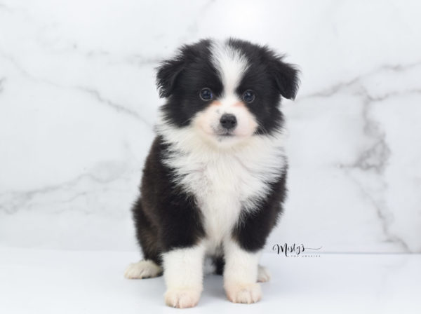 Mini / Toy Australian Shepherd Puppy Potsy