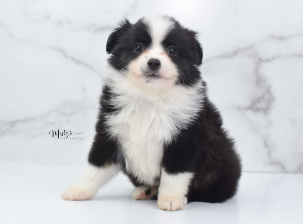 Mini / Toy Australian Shepherd Puppy Potsy