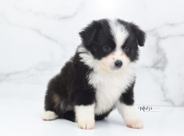 Mini / Toy Australian Shepherd Puppy Potsy