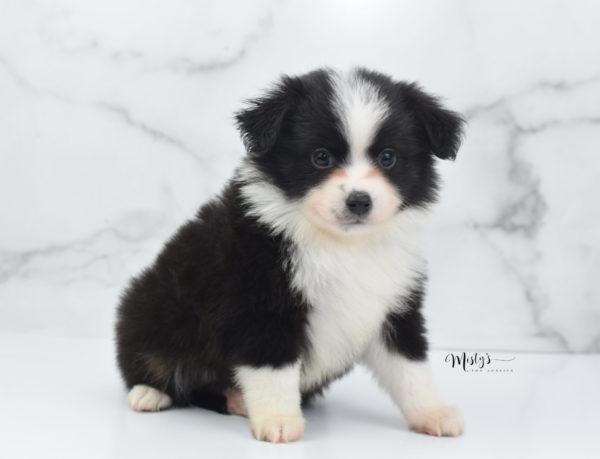 Mini / Toy Australian Shepherd Puppy Potsy