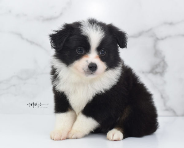 Mini / Toy Australian Shepherd Puppy Potsy