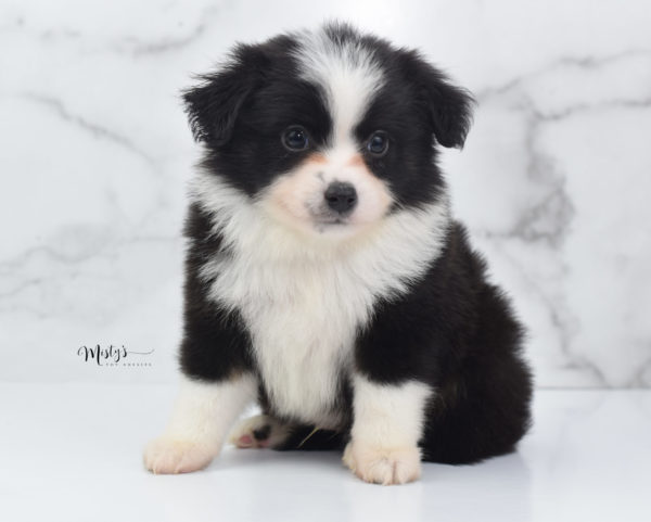 Mini / Toy Australian Shepherd Puppy Potsy