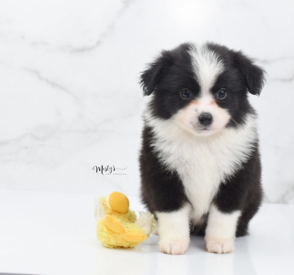 Mini / Toy Australian Shepherd Puppy Potsy