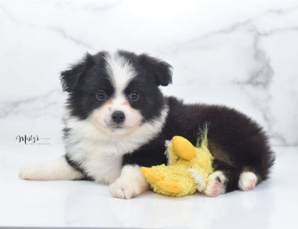 Mini / Toy Australian Shepherd Puppy Potsy