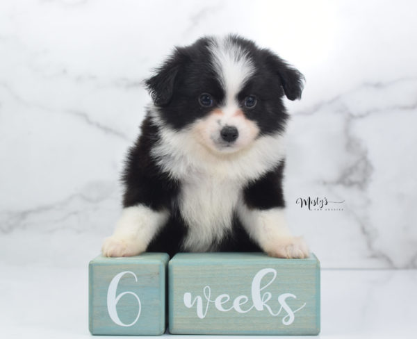 Mini / Toy Australian Shepherd Puppy Potsy