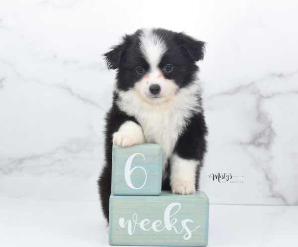 Mini / Toy Australian Shepherd Puppy Potsy