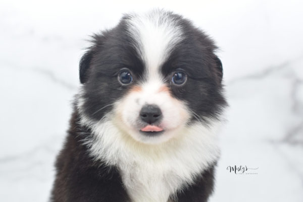 Mini / Toy Australian Shepherd Puppy Potsy