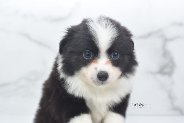 Mini / Toy Australian Shepherd Puppy Potsy