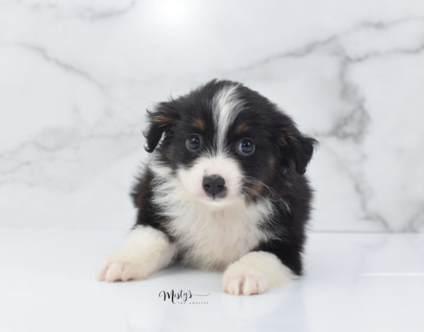 Mini / Toy Australian Shepherd Puppy Cola