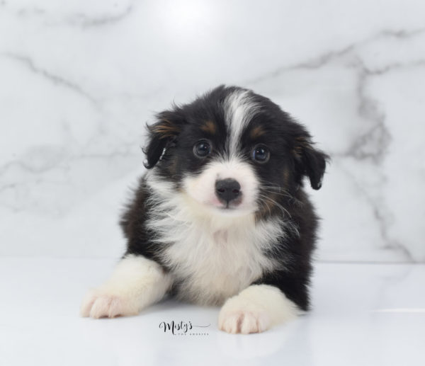 Mini / Toy Australian Shepherd Puppy Cola