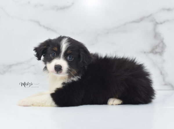 Mini / Toy Australian Shepherd Puppy Cola