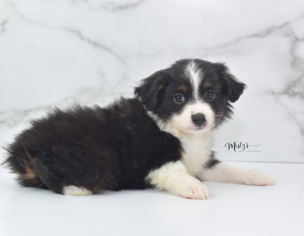 Mini / Toy Australian Shepherd Puppy Cola