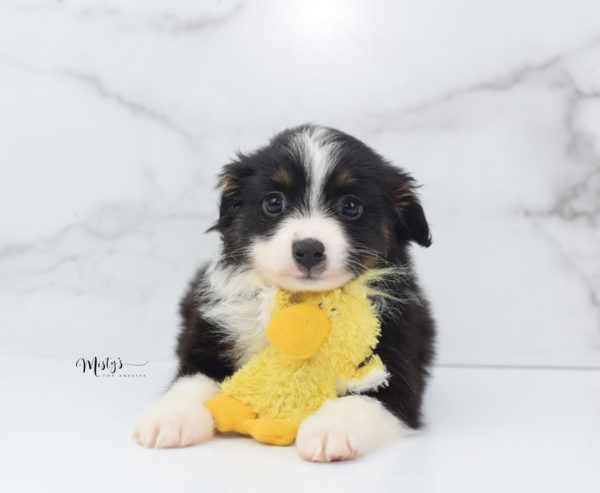 Mini / Toy Australian Shepherd Puppy Cola