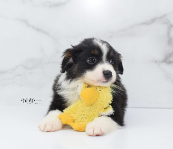 Mini / Toy Australian Shepherd Puppy Cola