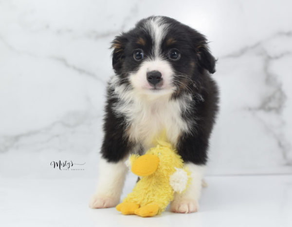 Mini / Toy Australian Shepherd Puppy Cola