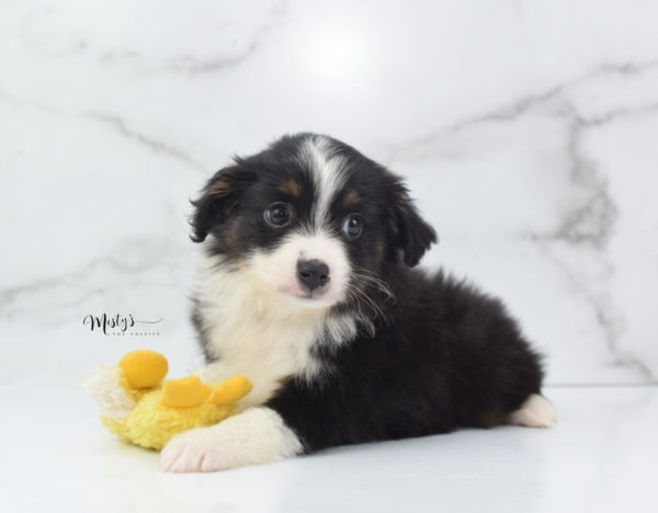 Mini / Toy Australian Shepherd Puppy Cola