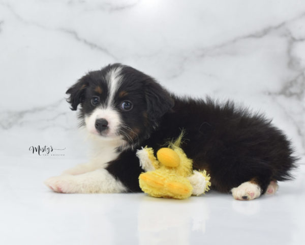 Mini / Toy Australian Shepherd Puppy Cola