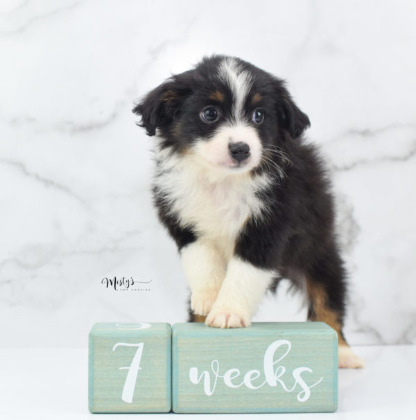 Mini / Toy Australian Shepherd Puppy Cola