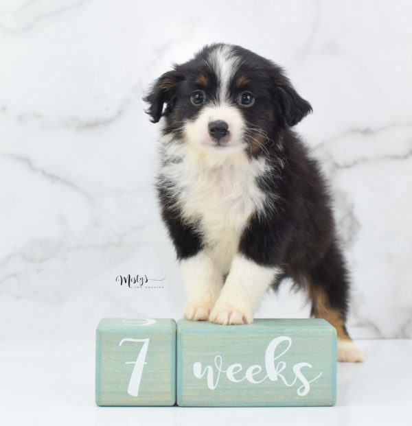 Mini / Toy Australian Shepherd Puppy Cola