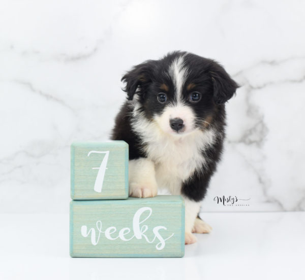 Mini / Toy Australian Shepherd Puppy Cola