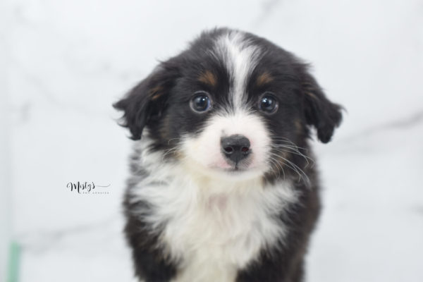 Mini / Toy Australian Shepherd Puppy Cola