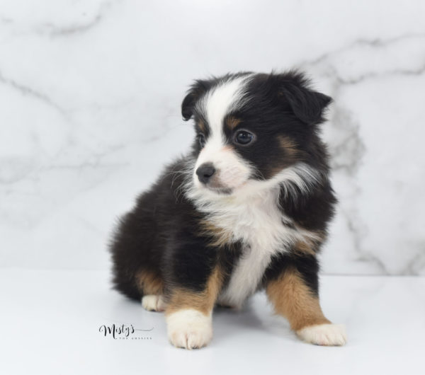 Mini / Toy Australian Shepherd Puppy Jimbo