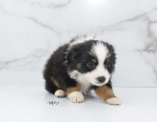 Mini / Toy Australian Shepherd Puppy Jimbo