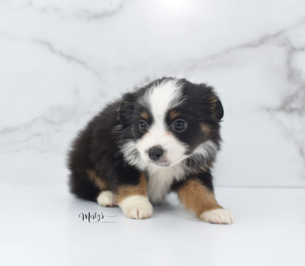 Mini / Toy Australian Shepherd Puppy Jimbo