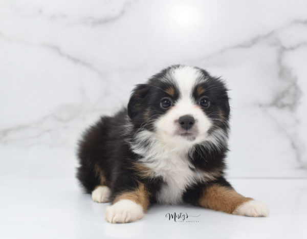 Mini / Toy Australian Shepherd Puppy Jimbo