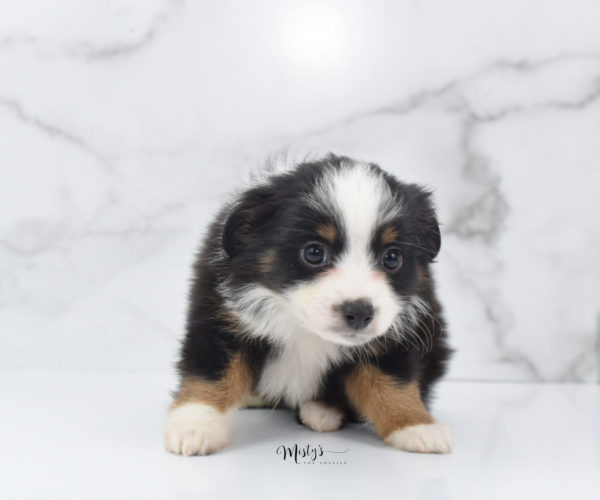 Mini / Toy Australian Shepherd Puppy Jimbo