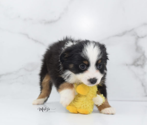 Mini / Toy Australian Shepherd Puppy Jimbo