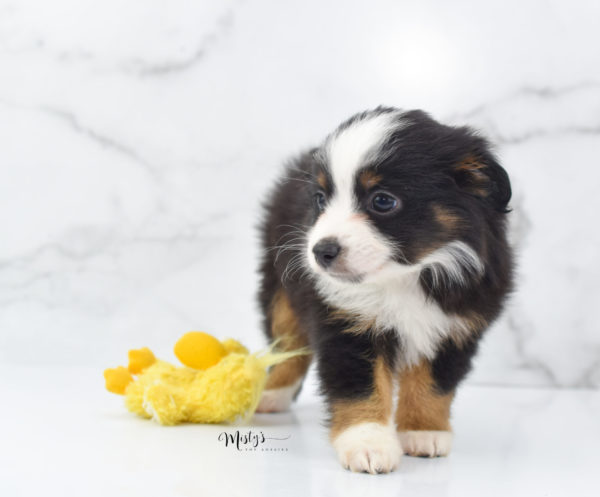 Mini / Toy Australian Shepherd Puppy Jimbo