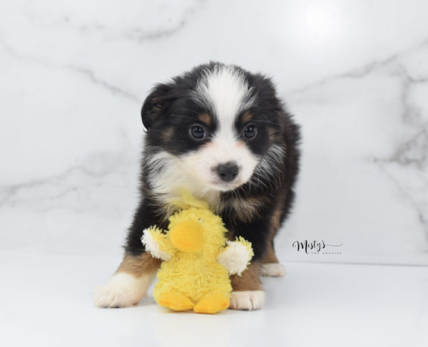 Mini / Toy Australian Shepherd Puppy Jimbo