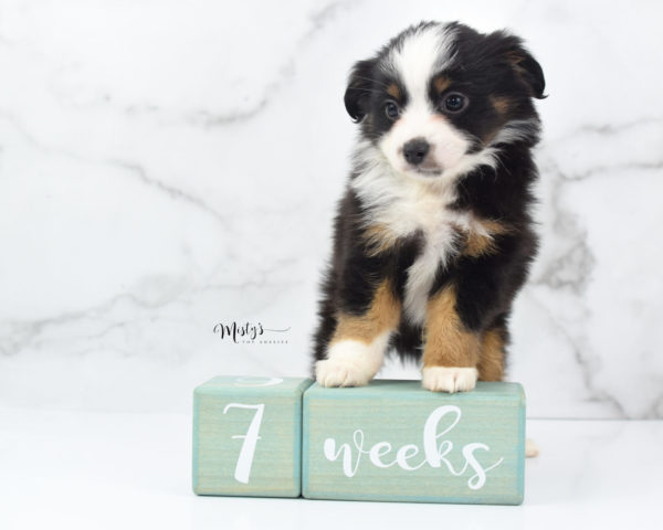 Mini / Toy Australian Shepherd Puppy Jimbo