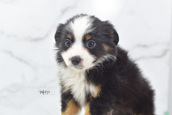 Mini / Toy Australian Shepherd Puppy Jimbo