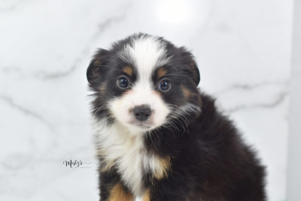 Mini / Toy Australian Shepherd Puppy Jimbo