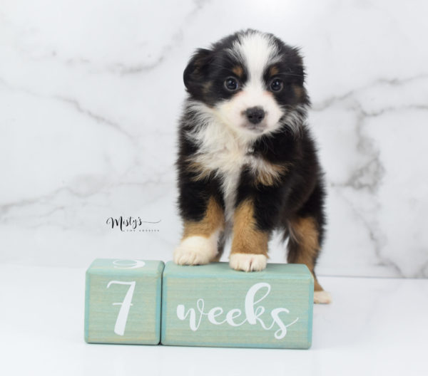 Mini / Toy Australian Shepherd Puppy Jimbo